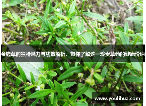 金钱草的独特魅力与功效解析,带你了解这一珍贵草药的健康价值 金钱草的独特魅力与功效解析,带你了解这一珍贵草药的健康价值